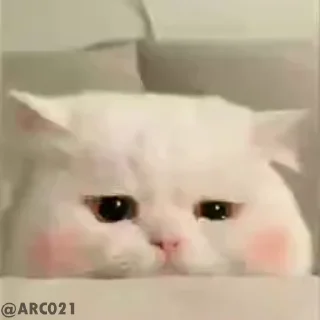 🥺 emoji Kou!'s Video Pack (@Zeroo_Twoo_Bot) Telegram sticker 7 of 50