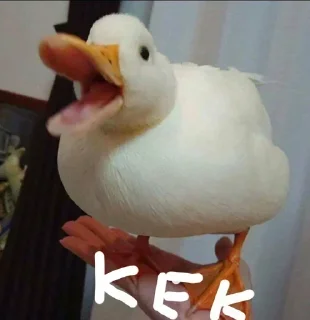 🦆 emoji @Nitesh_231's kang pack Vol.4 Telegram sticker 20 of 120