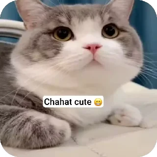 🥰 emoji ᥫ᭡_Ƭꫝɴɪ፝֟ꜱʜꫝ_'s video pack (@YaeMiko_Roxbot) Telegram sticker 20 of 70