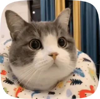 👀 emoji Armin's Video Pack (@Gojo_proxbot) Telegram sticker 9 of 46