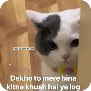 🐱 emoji Billiyokapamk @r_squared_rishabh Telegram sticker 1 of 48