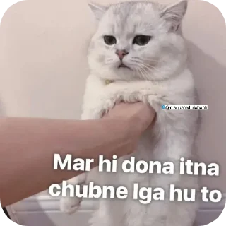🐱 emoji Billiyokapamk @r_squared_rishabh Telegram sticker 12 of 48