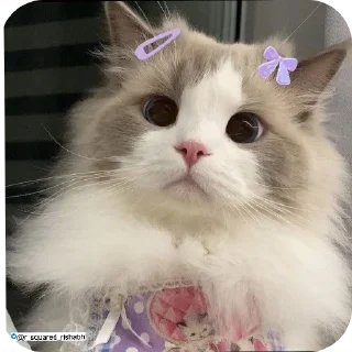 🐱 emoji Billiyokapamk @r_squared_rishabh Telegram sticker 23 of 48