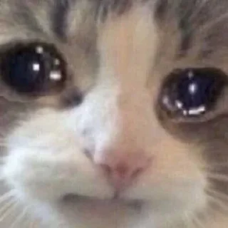 😿 emoji CHORI WALA PACK Telegram sticker 22 of 120
