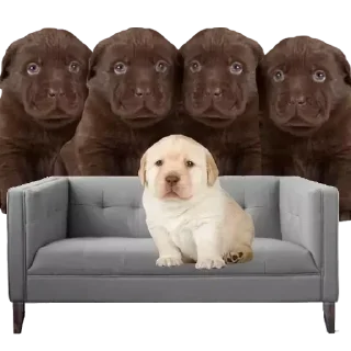 Sticker from Dogs @aizenstickerpack