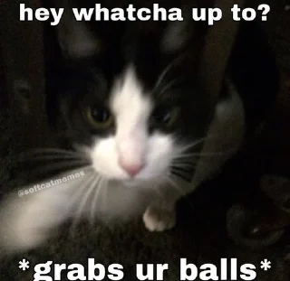 Sticker from 😾 Cats World 😾