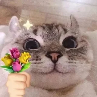 Sticker from 😾 Cats World 😾