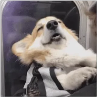 😀 emoji Sasti Masti Corgi @prstickers Telegram sticker 1 of 14