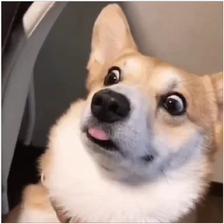 😀 emoji Sasti Masti Corgi @prstickers Telegram sticker 11 of 14