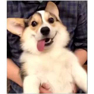 😀 emoji Sasti Masti Corgi @prstickers Telegram sticker 9 of 14