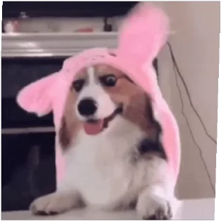 😀 emoji Sasti Masti Corgi @prstickers Telegram sticker 12 of 14