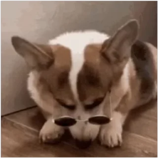 😀 emoji Sasti Masti Corgi @prstickers Telegram sticker 10 of 14