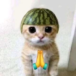 🙏 emoji रिओ >𝟑' /@Merabaaaap cat pack Telegram sticker 15 of 87