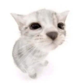 🐱 emoji रिओ >𝟑' /@Merabaaaap cat pack Telegram sticker 9 of 87