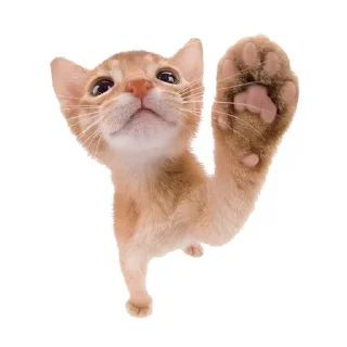 🐱 emoji रिओ >𝟑' /@Merabaaaap cat pack Telegram sticker 13 of 87
