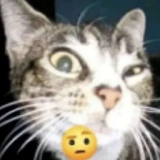 🤨 emoji रिओ >𝟑' /@Merabaaaap cat pack Telegram sticker 24 of 87