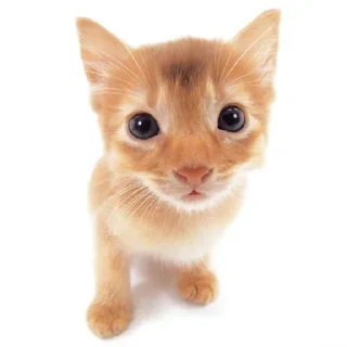 🐱 emoji रिओ >𝟑' /@Merabaaaap cat pack Telegram sticker 12 of 87
