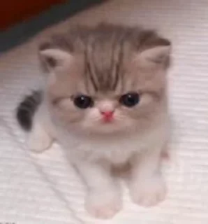 😿 emoji @tumm_Or_mein 🤍🦋 @dydreamer🐬 — @stckrRobot Telegram sticker 24 of 50