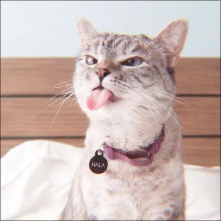 🐈 emoji Your stickers - @my_stckers_bot Telegram sticker 3 of 70
