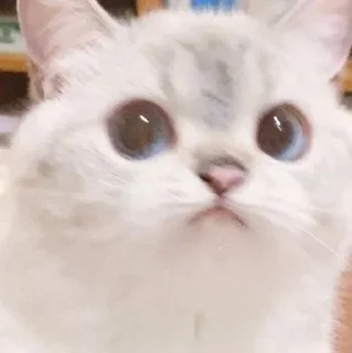 🐈 emoji Your stickers - @my_stckers_bot Telegram sticker 10 of 70