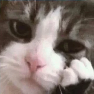 🙂 emoji Pets @Arc100 Telegram sticker 17 of 46