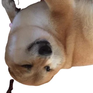 Sticker from Priyanshu's Pack (@Shinobu_robot) 2