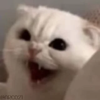 😾 emoji Kawaiii billi ‧₊˚ @xtickerz Telegram sticker 9 of 120