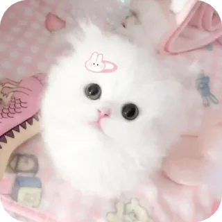 🐱 emoji Kawaiii billi ‧₊˚ @xtickerz Telegram sticker 5 of 120