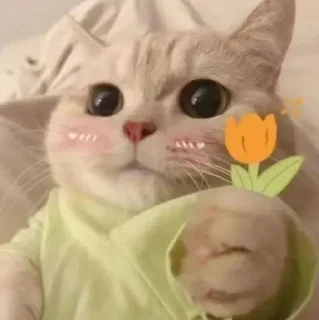 🙂 emoji Kawaiii billi ‧₊˚ @xtickerz Telegram sticker 3 of 120