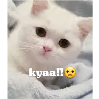 Sticker from Innocent billi