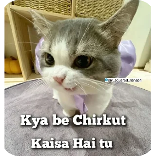 🐱 emoji Oye New Memes aa gye @r_squared_rishabh Telegram sticker 17 of 20