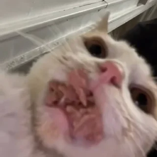 🧇 emoji adriana nak sticker Telegram sticker 22 of 31