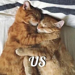 Sticker from Cat pack