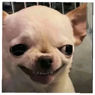 Sticker from Kgsyt