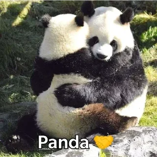 Sticker from Panda