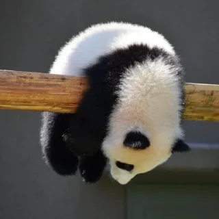 🐼 emoji UNFUNNY VALENTINEs kang pack Telegram sticker 15 of 43
