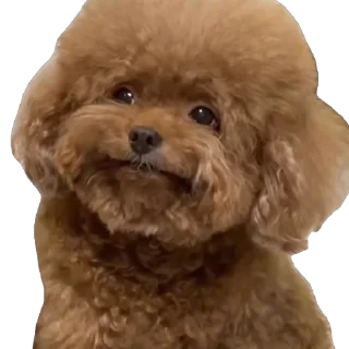 🐶 emoji Esdeaths special Telegram sticker 19 of 64