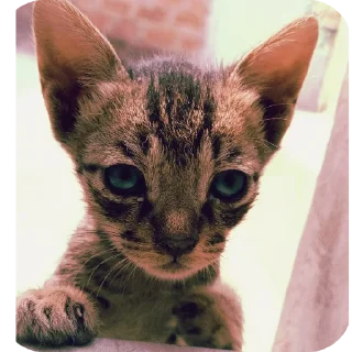 🐱 emoji billu Telegram sticker 15 of 37