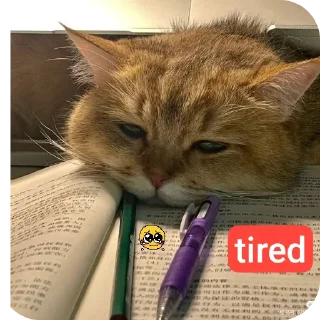 🐱 emoji billu Telegram sticker 19 of 37