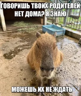🌟 emoji арава дурачков Telegram sticker 12 of 45