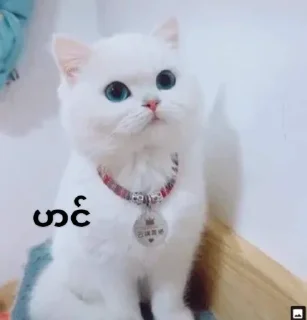 Sticker from Cute 🐈 cat