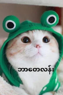 Sticker from Cute 🐈 cat