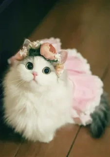 Sticker from Cute cat