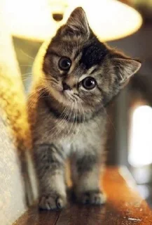 Sticker from Cute cat
