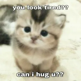 Sticker from cat cute