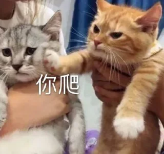 🐱 emoji 气人专家 Telegram sticker 2 of 20