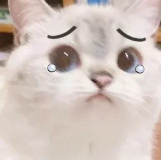 🥺 emoji MEoooooW Telegram sticker 21 of 70