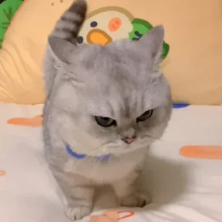 😡 emoji MEoooooW Telegram sticker 6 of 70