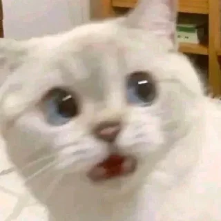 🫨 emoji MEoooooW Telegram sticker 16 of 70