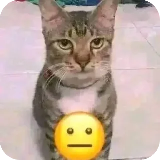 🐱 emoji mboh Telegram sticker 1 of 20
